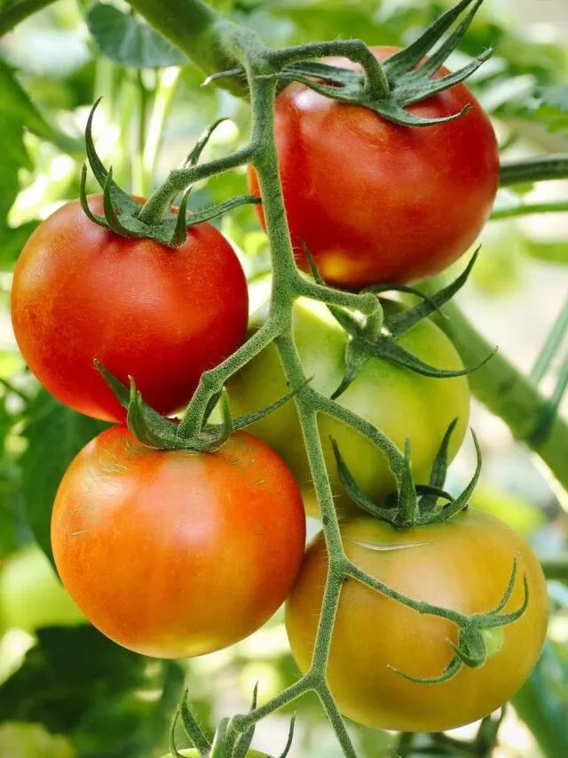 cropped-tomatoes-6614242_1920.jpg