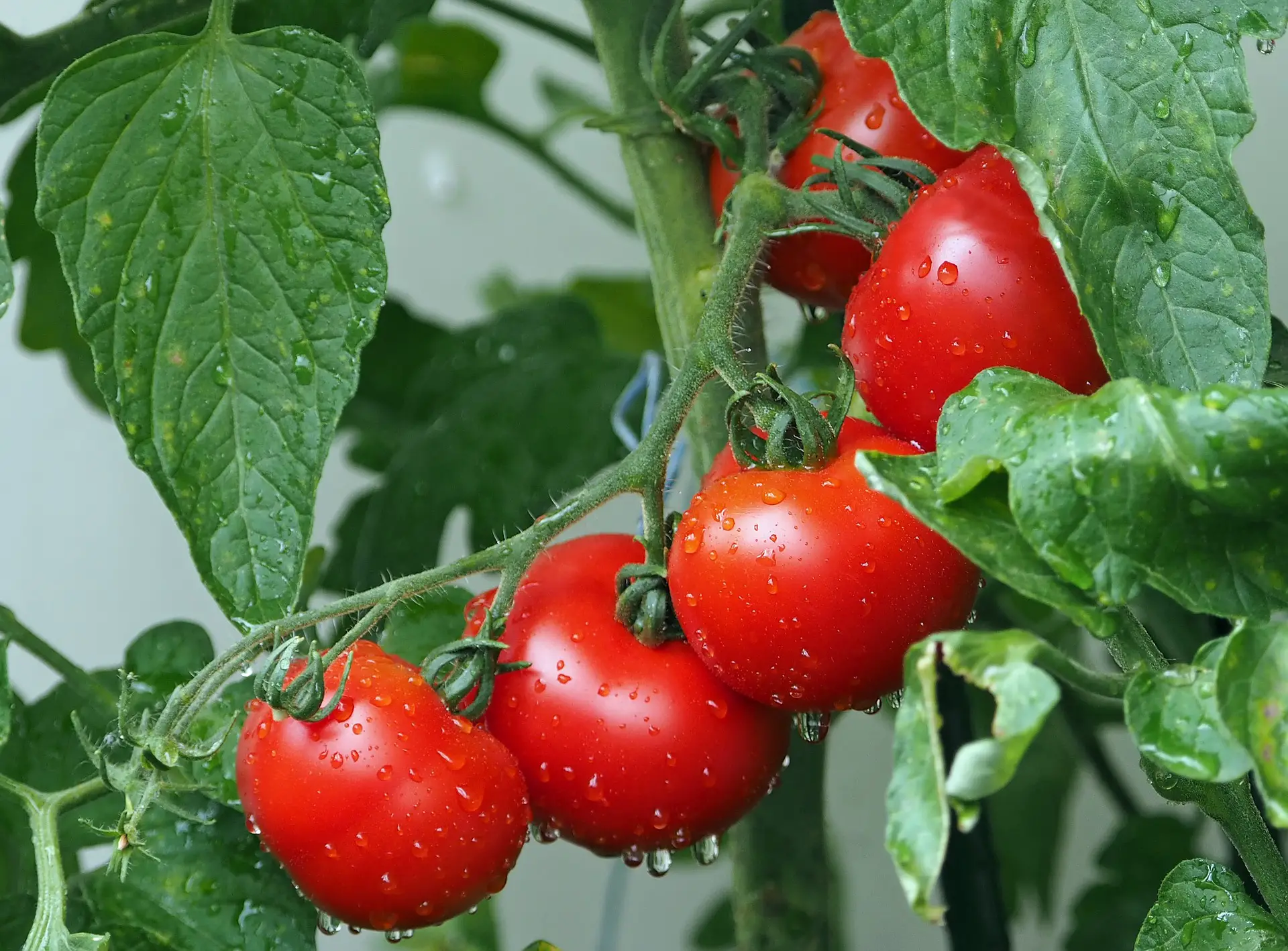 red tomatotomatoes