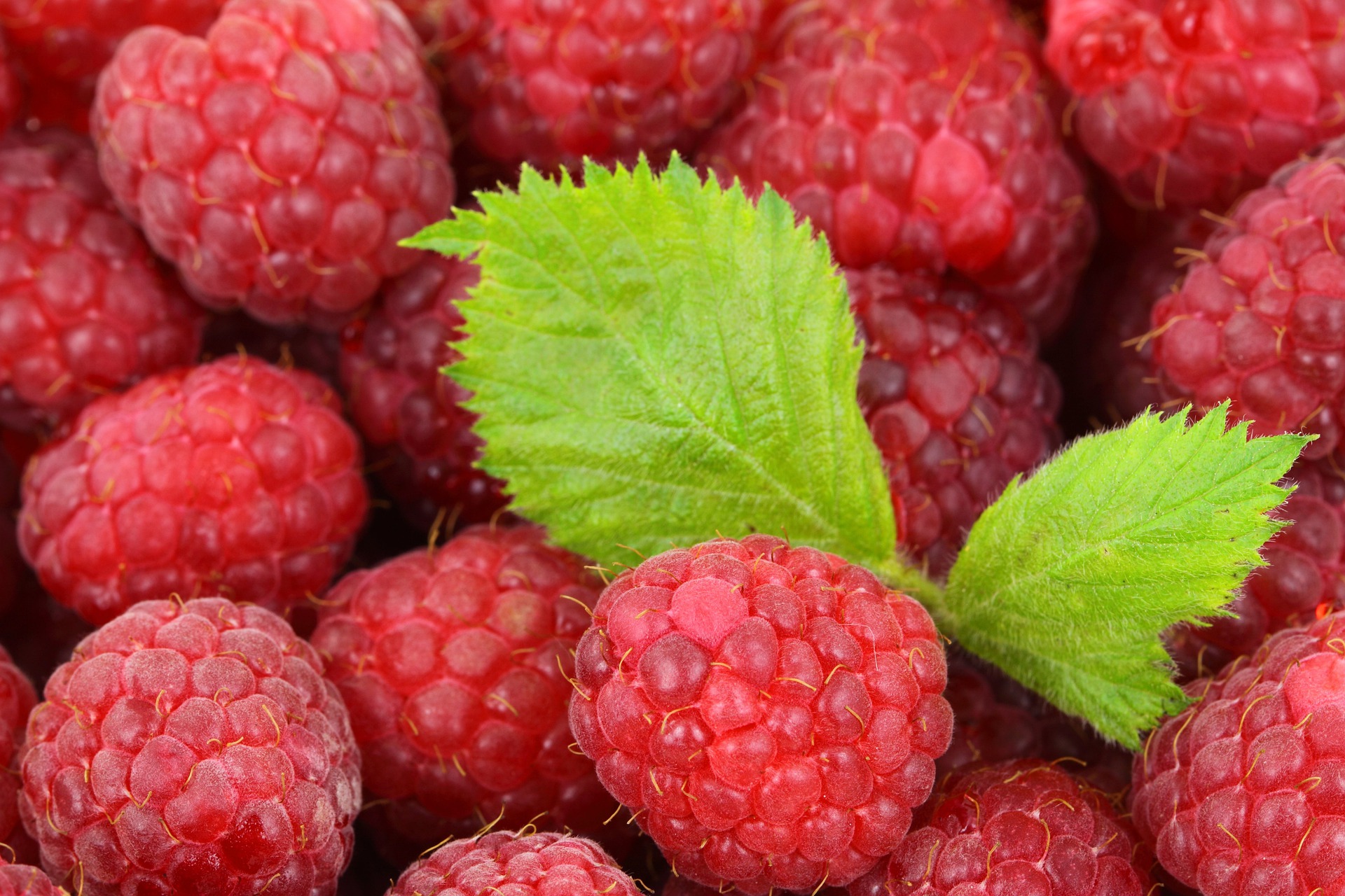 Raspberries popsicle