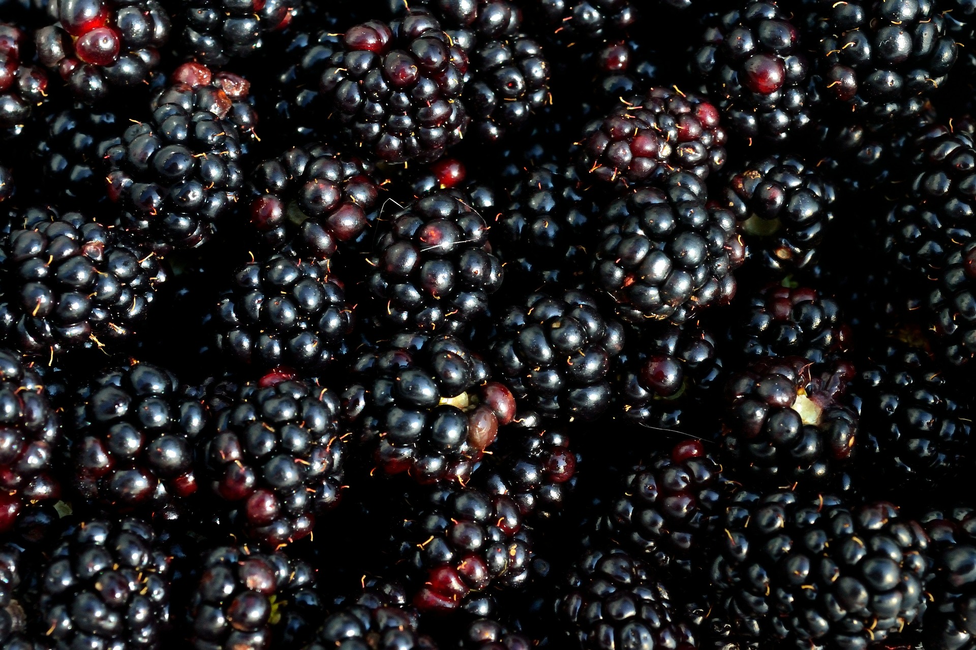 blackberries