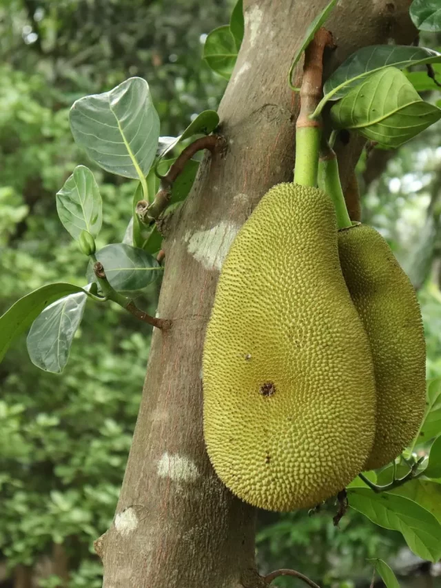 Benefits of jackfruit