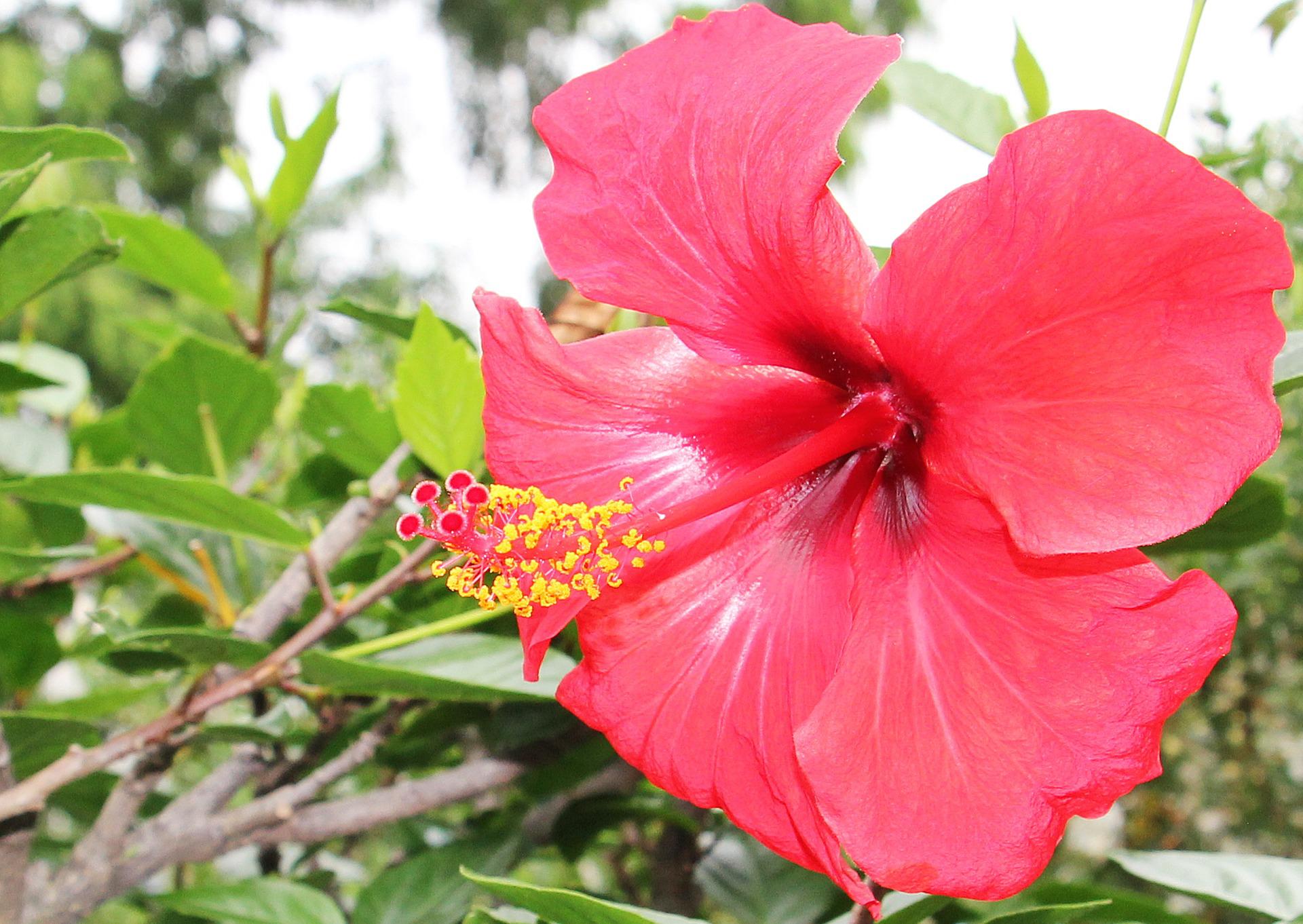 hibiscus flower