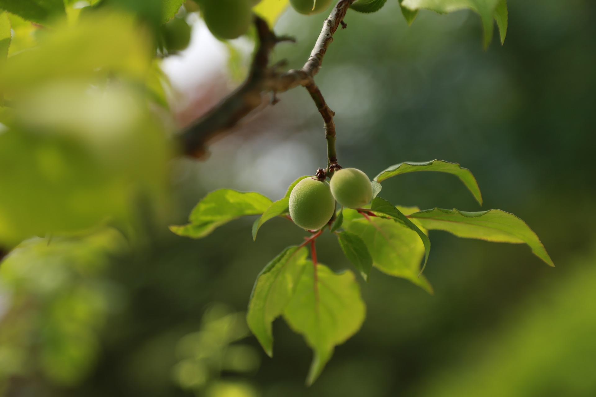 hog plum