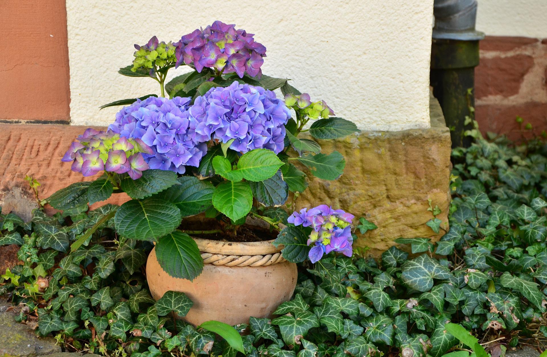 earthen pot