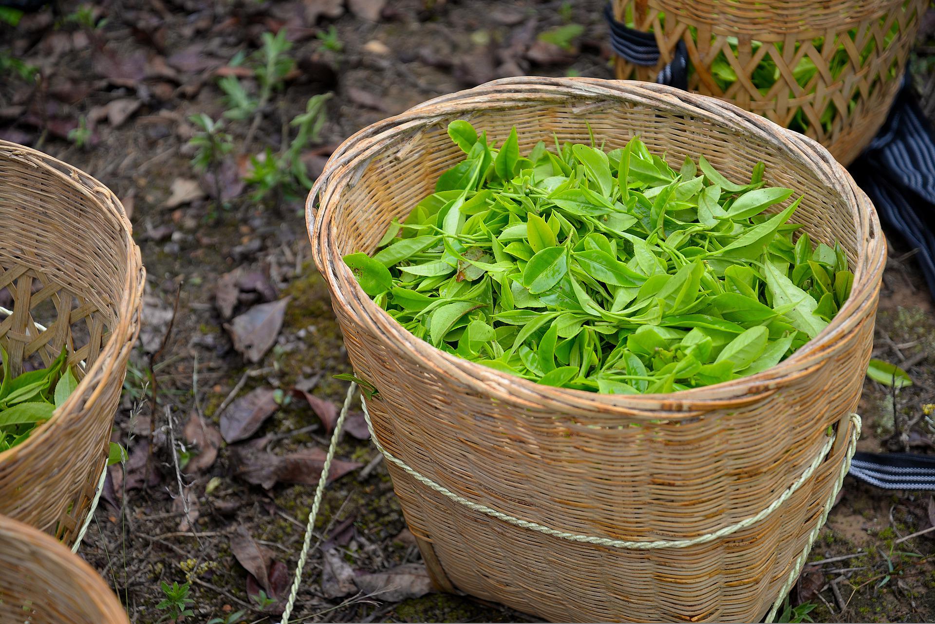 camellia sinensis