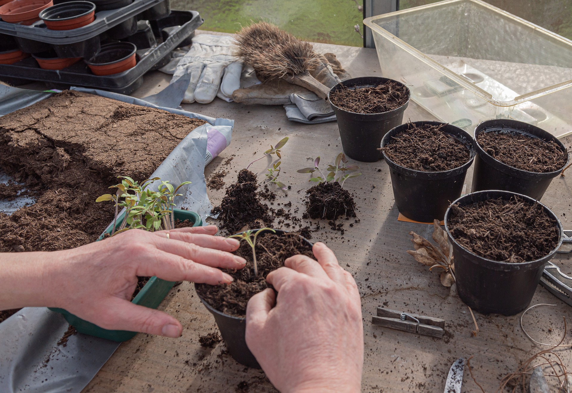 potting soil