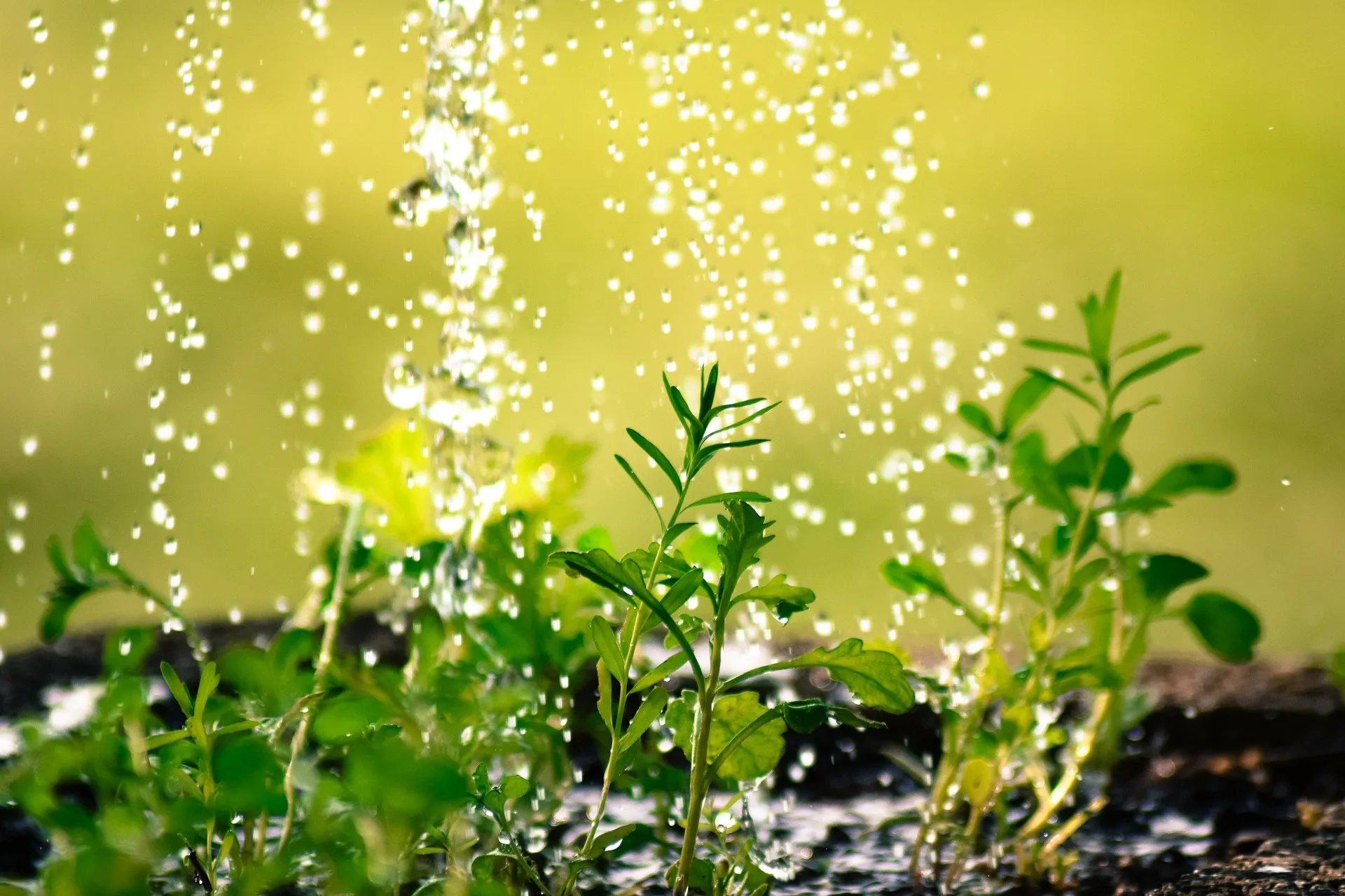 watering plants