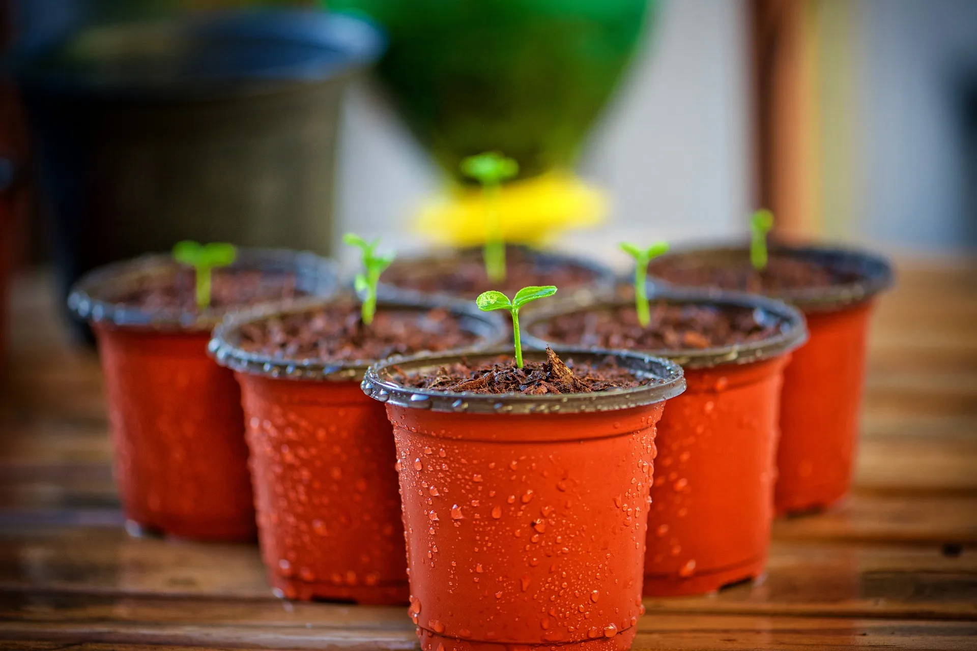 potted plant