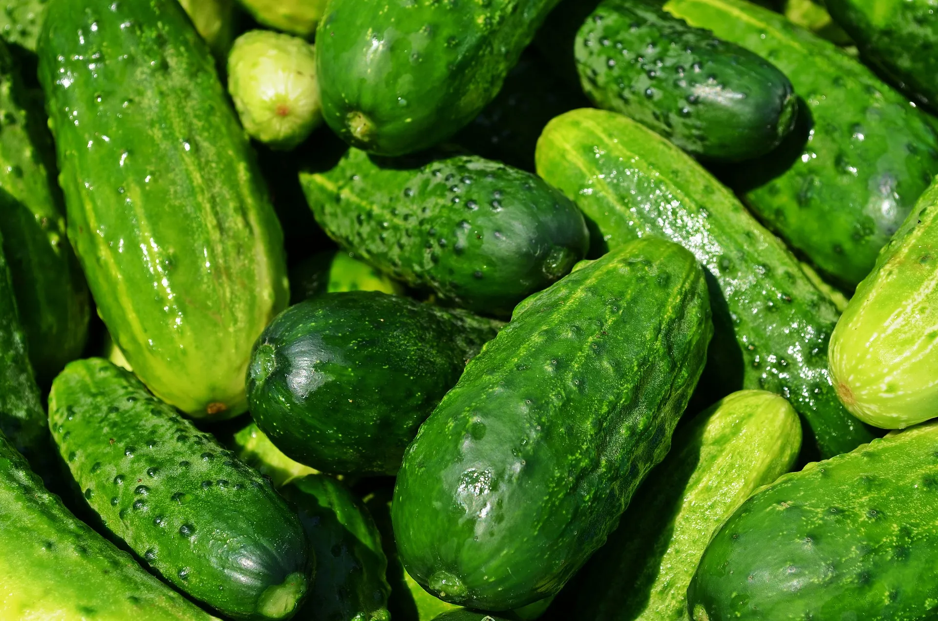 cucumber popsicle