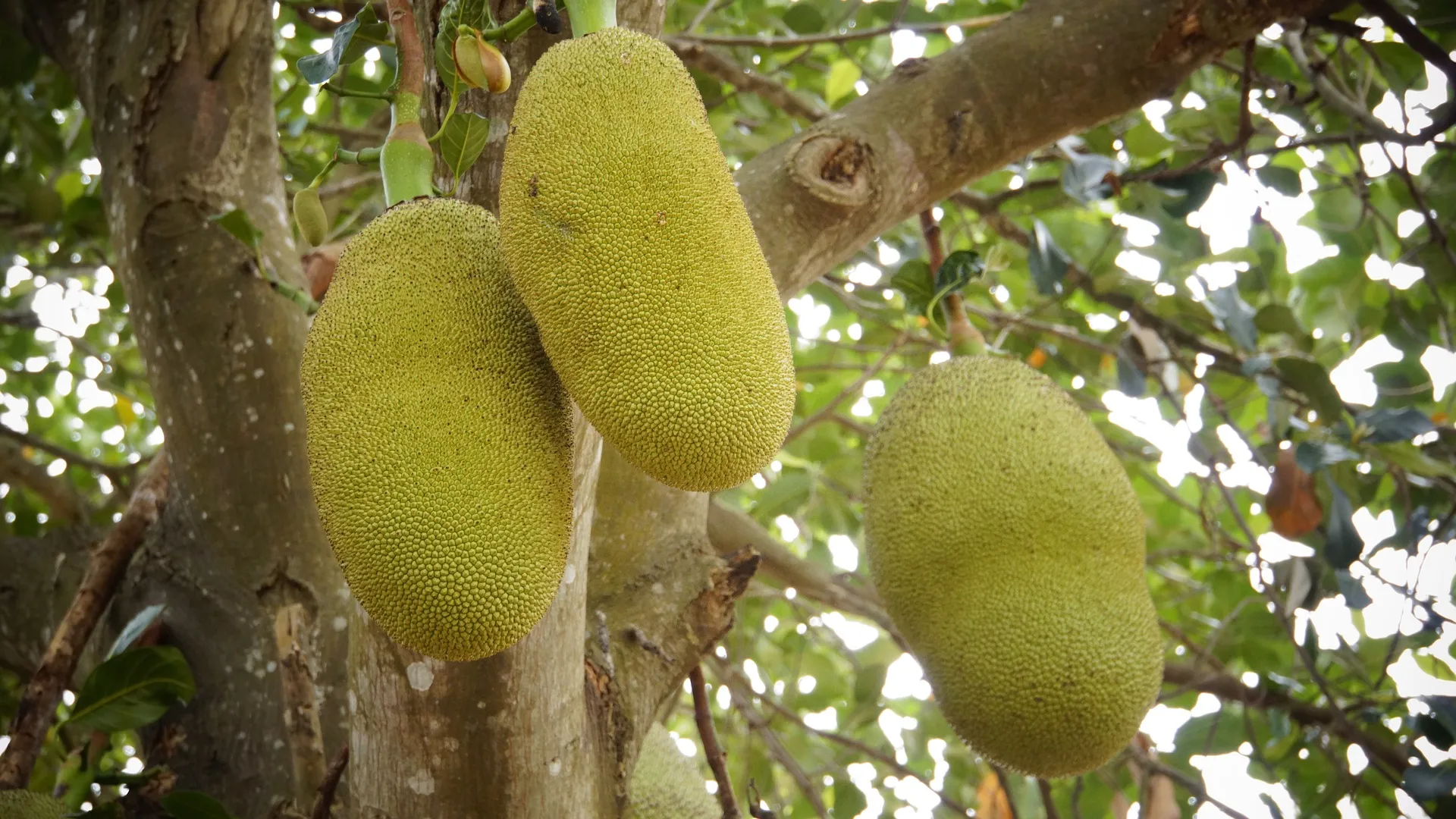 jackfruit