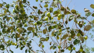 kul/jujube fruit