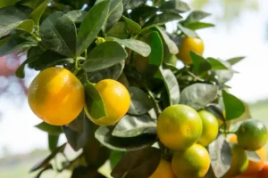 calamansi 2025