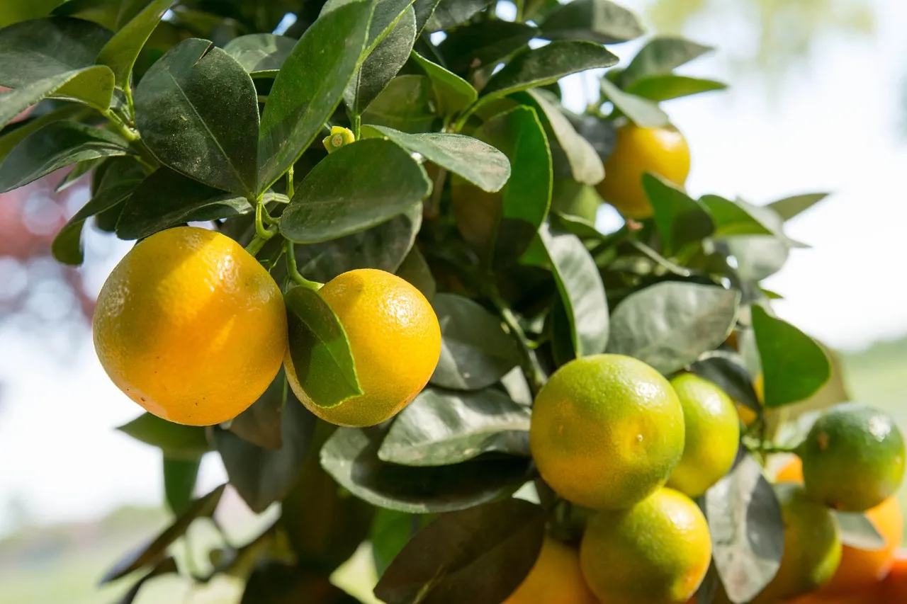 calamansi 2025
