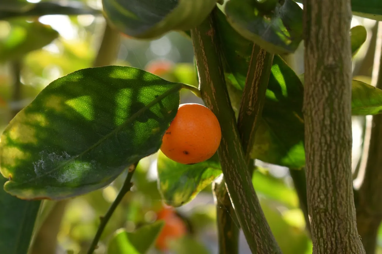 tropical fruits