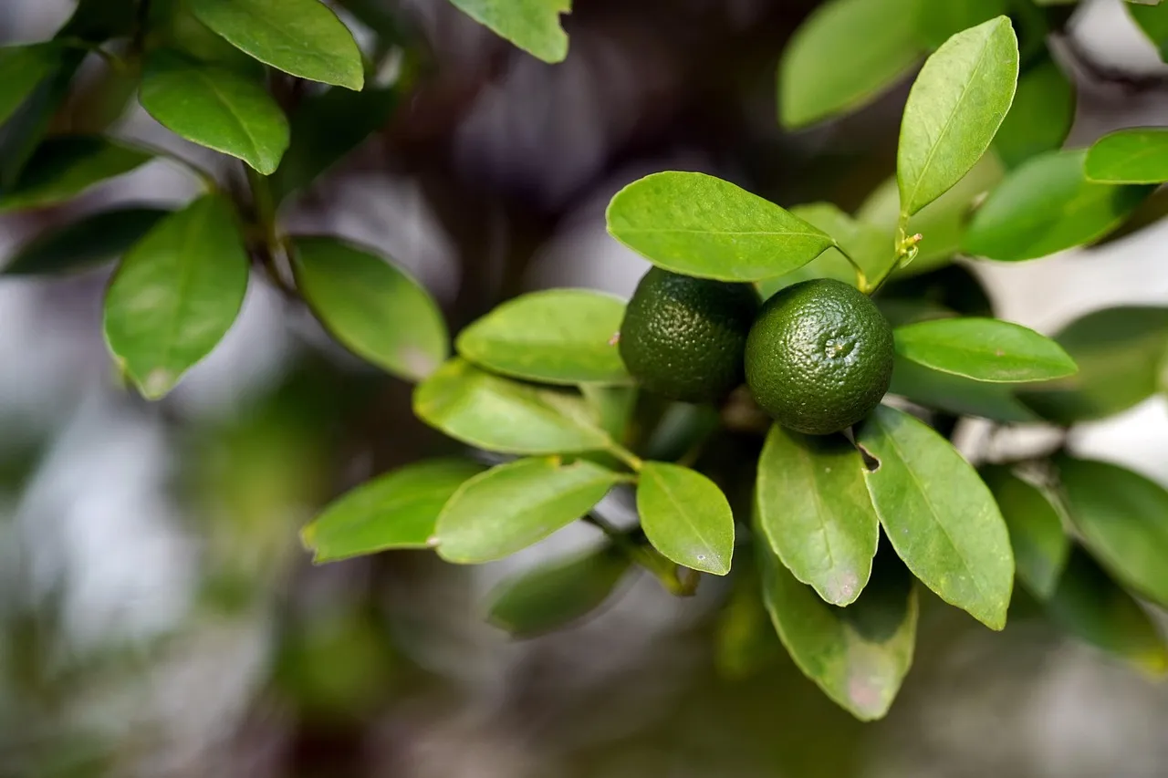calamansi