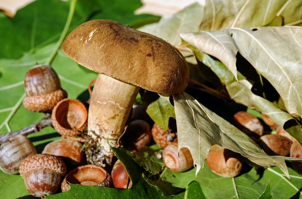 mushroom-based meats