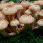 mushroom-based meats