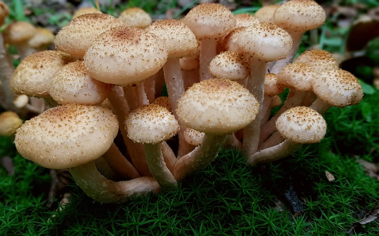 mushroom-based meats