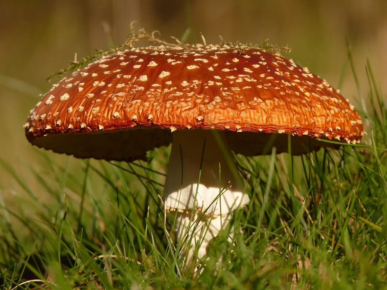 mushroom-based meats