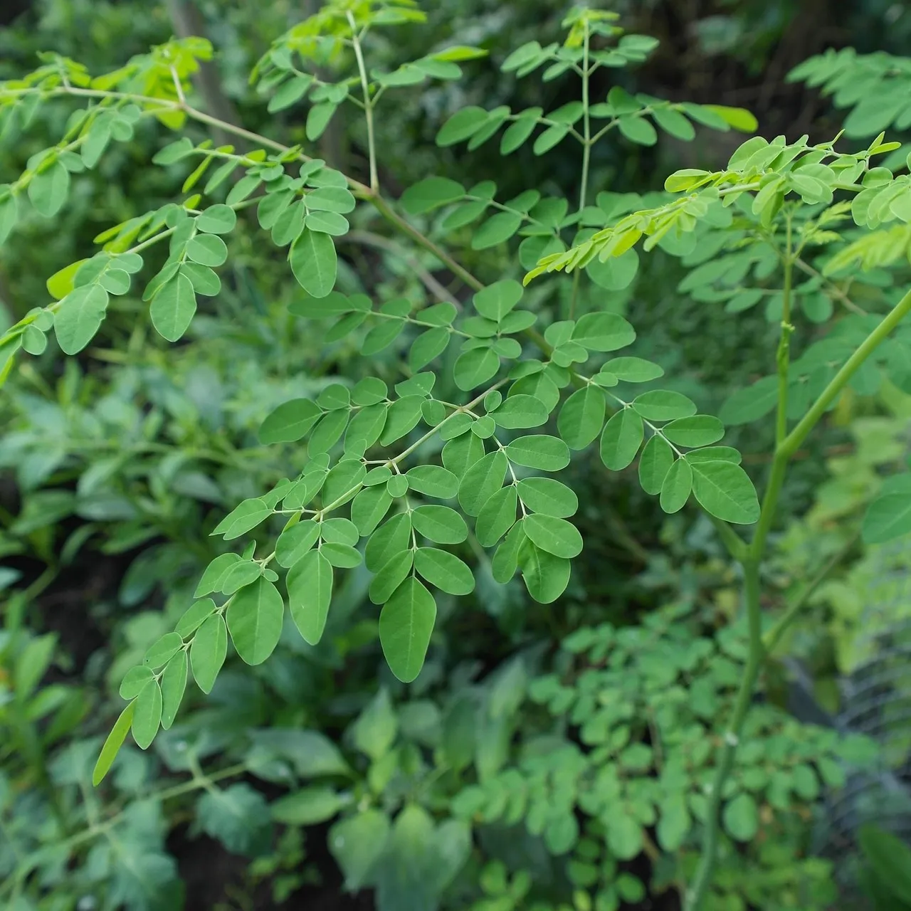 Moringa superfood